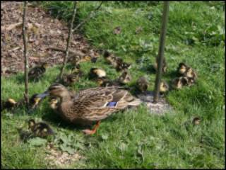 foto da RSPB