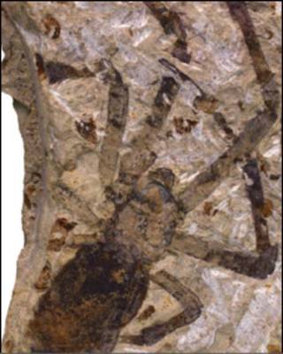 Foto: Selden et al
