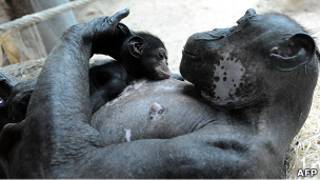 bebé chimpancé de seis días de nacido