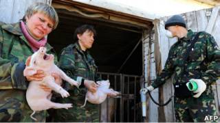 Белорусские должностные лица проверяют уровень радиации поросят