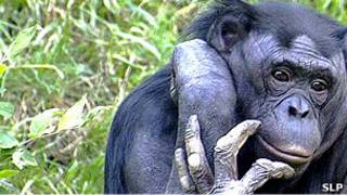 Bonobo