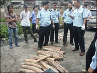 Ngà voi nhập lậu (hình: báo Tiền Phong)