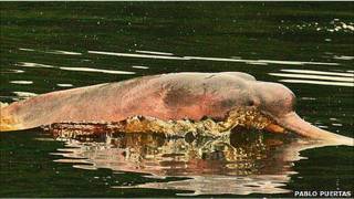 delfin rosado