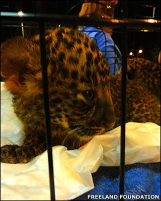 Filhote de leopardo apreendido na Tailândia (Freedom Foundation)