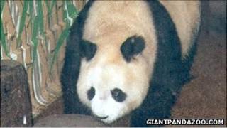 大熊貓明明在倫敦動物園(1993年資料圖片)