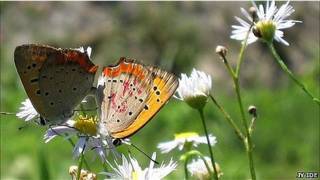 Mariposas copulando