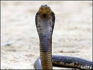 Uma cobra real (Foto: Getty)