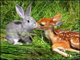 O veado Bambi com o coelho Ben