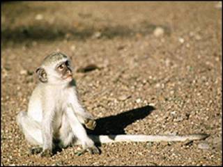 Filhote de macaco vervet (arquivo/Foto: BBC)