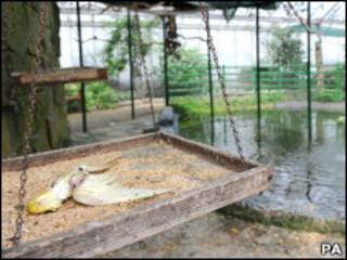 Pássaro morto no parque Wythenshawe