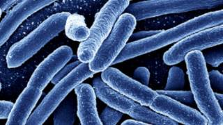 E. coli