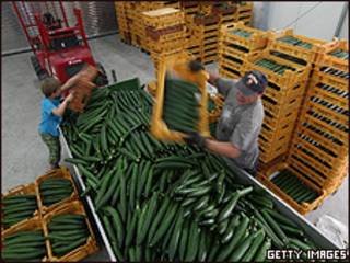 Produtor de pepinos na Alemanha (Getty)