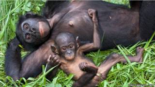 Bonobos o chimpancé pigmeo