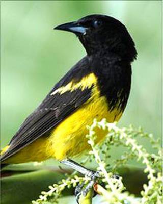 Turpial de Bahamas (Icterus northropi) Foto C. Ward