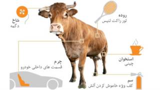 اعضا و احشای گاو
