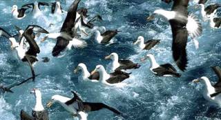 Albatros Foto Photolibrary