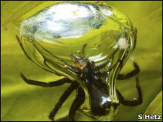 Aranha Argyroneta aquatica.