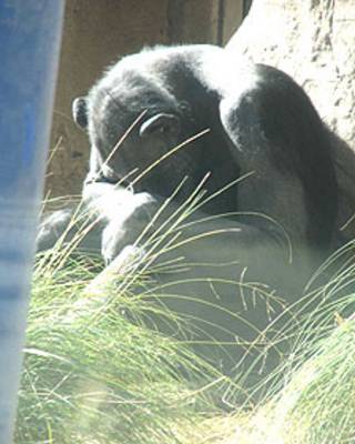 Chimpancé en cautiverio Foto © Lucy Birkett