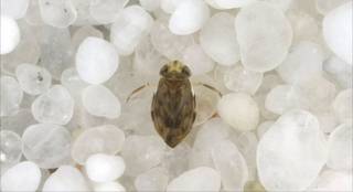 Micronecta scholzi, el pequeño insecto cantor más ruidoso de la Tierra