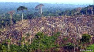 Deforestación de la selva amazónica