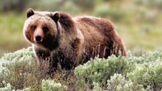 Oso pardo