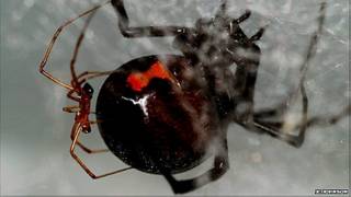 Viuda negra macho copulando con una hembra