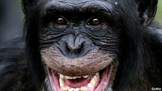 Chimpancé