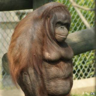 Oshine depois da dieta (Foto: PA)