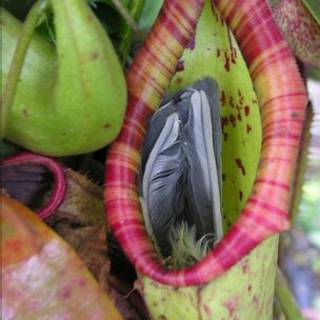Planta carnívora de Somerset, após ter aprisionado ave (BBC)
