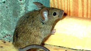 Ratón