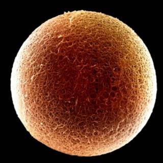 Óvulo humano (Science Photo Library)