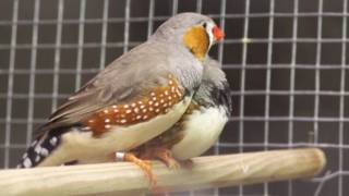 Burung jenis Zebra Finches