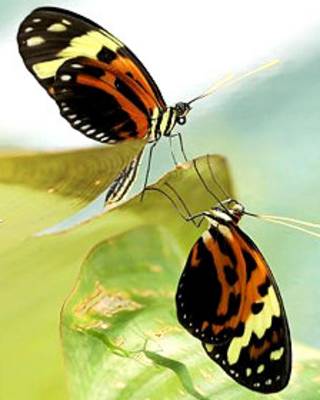 Heliconius numata (arriba) mimetizada con otra especie, Melinaea mneme (abajo). Foto: Mathieu Chouteau