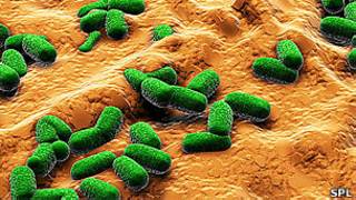 E. coli