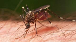 Mbu wanaosababisha Malaria