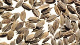 Espécie de arroz selvagem recentemente catalogado