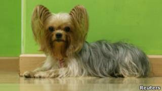 Yorkshire terrier. | Foto: Reuters