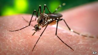 Aedes aegypti Foto: AP