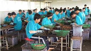 Học viên Trung tâm Giáo dục lao động xã hội Phước Bình tách hạt điều