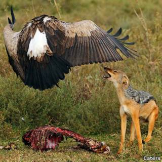 Chacal observa abutre (Caters)