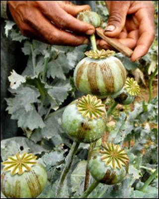 کوکنار