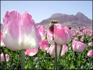 کوکنار