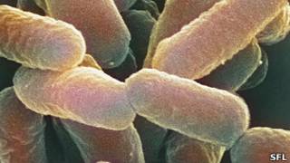 E. coli bakterisi
