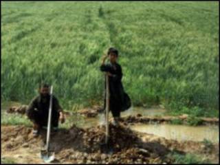 کرهنه