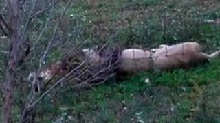 حیوانات شکار شده