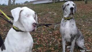 Lily e Maddison/Dogs Trust