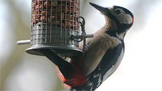Pica-pau (arquivo/BBC)