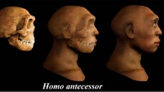 homo antecesor