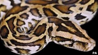 Serpiente pitón
