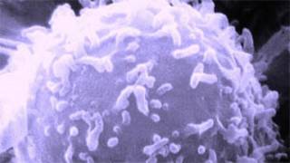 Célula cancerígena/Wikimedia Commons